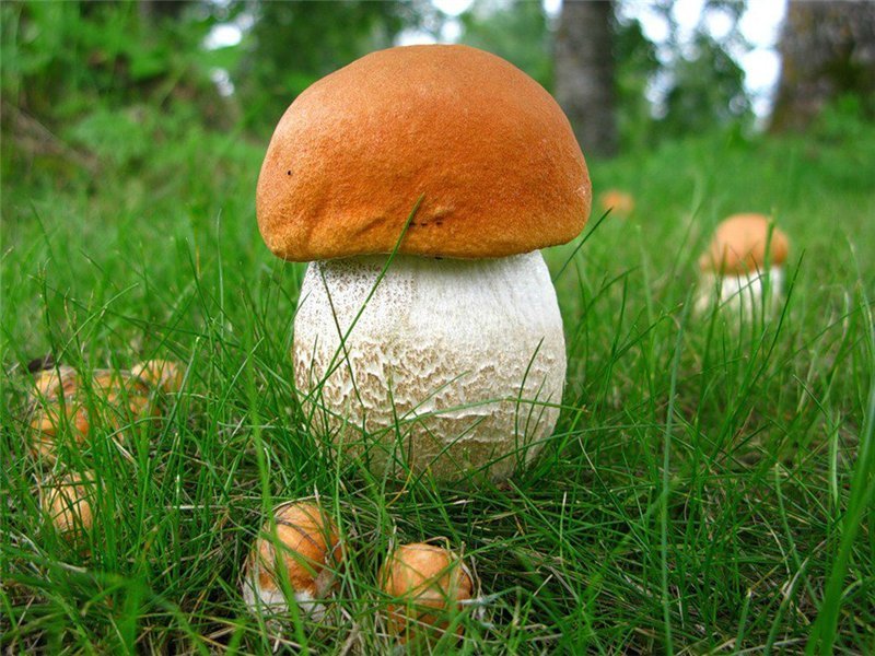 Найти грибницу с чистыми грибами в грибной год очень просто