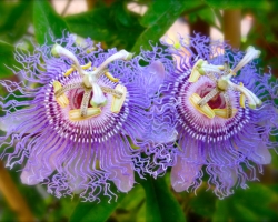 A virág egy beltéri passiflora: fajták, gondozás, tenyésztés magokból és dugványokból. Milyen a passiflora, hogyan néz ki: jelek és babonák, fotó
