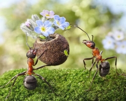 Πώς να αποσύρετε κόκκινα και μαύρα μικρά μυρμήγκια σε ένα διαμέρισμα, σπίτι; Πώς να αγοράσετε ναρκωτικά, δηλητήριο, παγίδες, υπερηχητικές σκακές για να καταστρέψετε τα μυρμήγκια στο σπίτι στο ηλεκτρονικό κατάστημα AliexPress; Παρά να δηλητηριάσεις μυρμήγκια στο διαμέρισμα: λαϊκές συνταγές