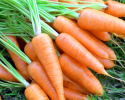 Коли і як правильно видалити моркву з ліжок для зимового зберігання: ознаки дозрівання моркви, термінів, поради досвідчених садівників