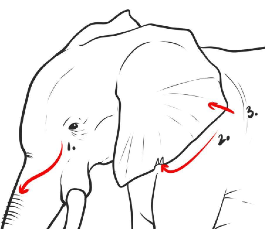 Hogyan rajzoljunk egy elefánt ceruzával: dolgozzon a részleteken.