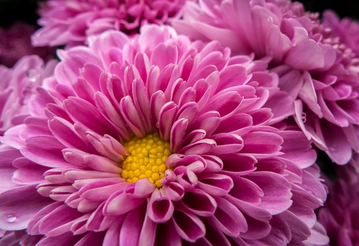 Chrysanthemum de la fleur d'aliéman