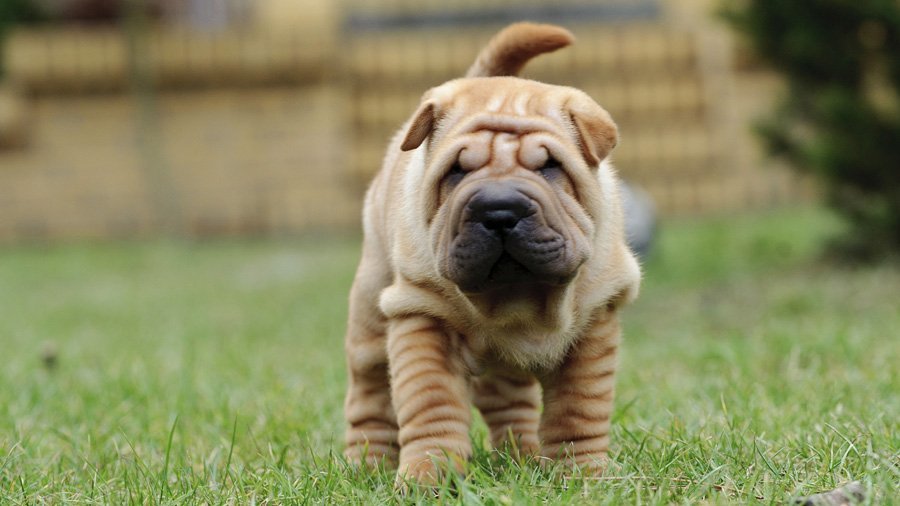 Shar Pei