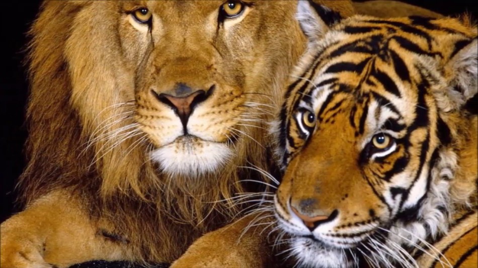 Сон, в котором тигр и лев появились вместе, может предупреждать о неприятностях.