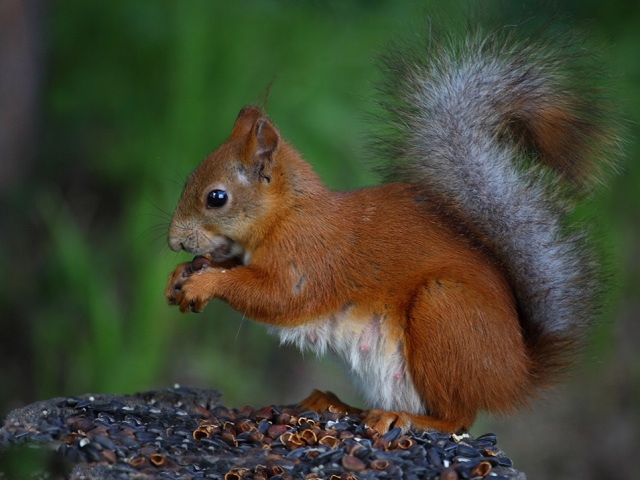 Squirrel: a description of the animal for children of grade 4, for the lesson the world around us. How does the protein orientate the environment?