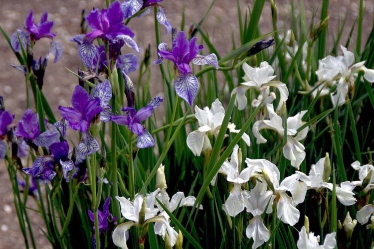 Iris Siberian in the garden