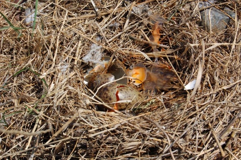 Runned bird nests