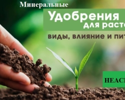 Для чего нужны растениям минеральные удобрения? Минеральные удобрения для посадок на даче: названия, инструкция по применению для разных видов овощей, ягод и фруктов