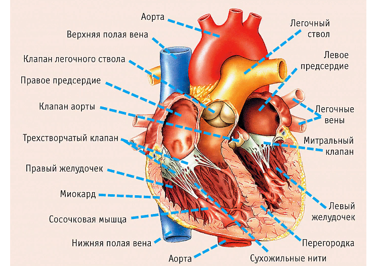 Отверстия в предсердиях. Строение сердца нормальная физиология. Строение сердца схема. Строение сердца человека анатомия. Физиология сердца человека анатомия.
