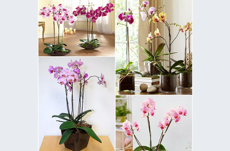 Хорошо ухоженные цветы орхидеи
