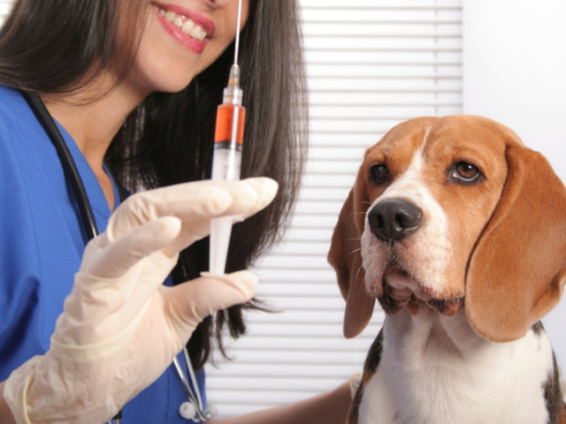 Как ведет себя собака после стерилизации и кастрации? Стоит ли кастрировать или стерилизовать собаку?