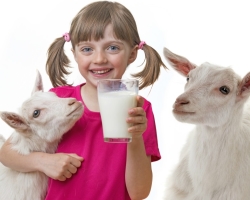 Susu Kambing: Manfaat dan Kerusakan, Sifat Penyembuhan, Ulasan