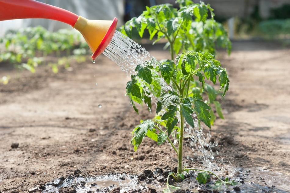 Watering before frosts