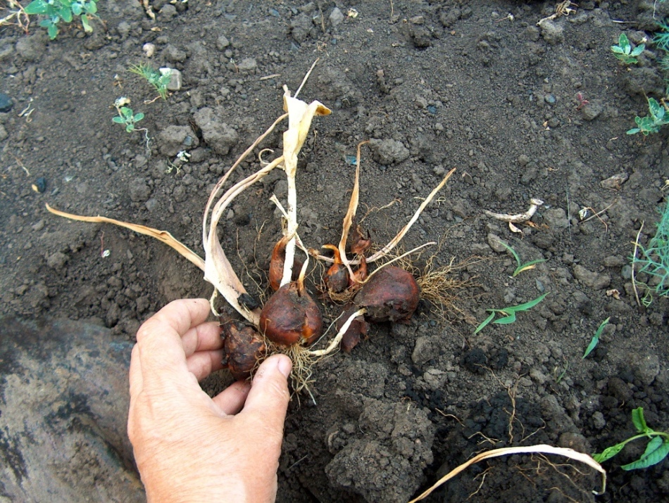 A person digs out bulbs of tulips for storage