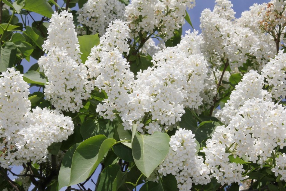 White terry lilac - beauty Moscow: description, photo
