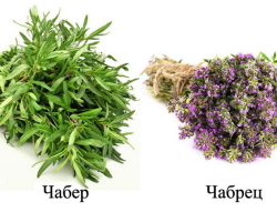 KUBE and TEMBRETS: What is the difference between them, what are the species of plants, external differences in crops? What is the difference in the use of chamber and thyme in medicine, cooking, cosmetology?