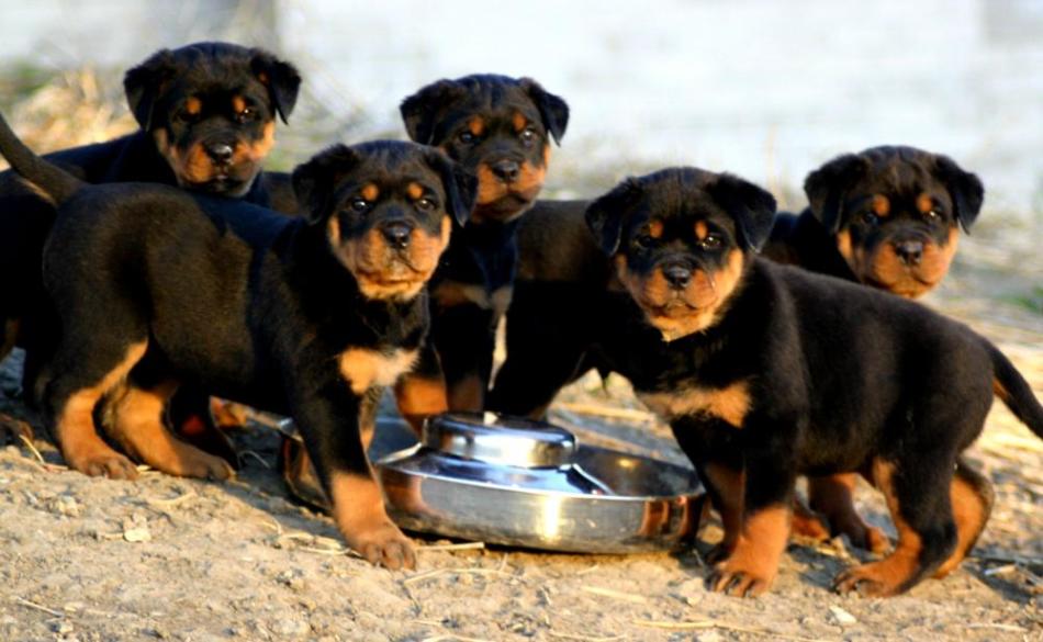 Rottweilers kecil