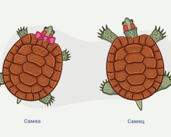 Kako določiti spol želve z rdečim, ki se ukvarja z rdečimi, kako razlikovati samico od moškega po zunanjih podatkih, vedenju?
