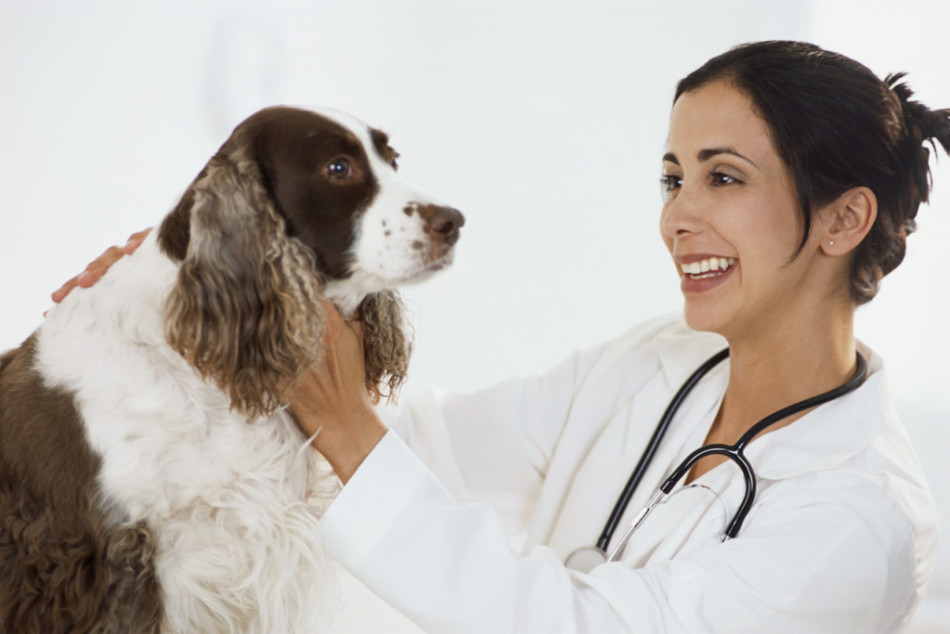 Для профилактики появления демодекоза собака должна проходить ветеринарный осмотр