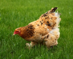 Сонник — куры: к чему снится во сне рыжая, черная и белая курица? К чему снится курица, несущая яйца, клюющая, вареная, с цыплятами?