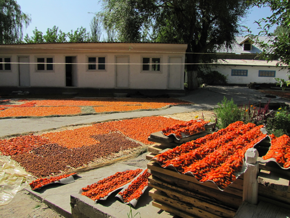 For drying apricot, natural and hot weather is required by the natural method