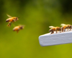 Πώς βρίσκουν οι μέλισσες το σπίτι;