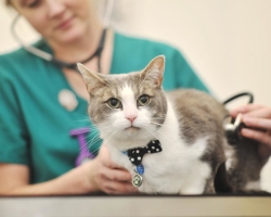 Stérilisation des chats: Quand est-il préférable de faire des soins après la chirurgie, comment se nourrir, comment traiter et éliminer les coutures, quelle est la période de récupération? Stérilisation du chat: avantages et inconvénients de