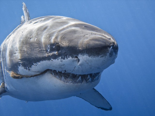 Сколько у большой акулы зубов: схема челюсти, жаберных дуг, количество зубов и рядов акульих зубов 