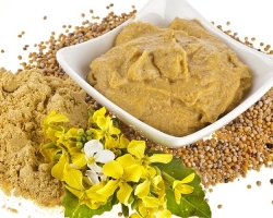 How to make a home mustard from mustard powder? Bustic recipe for cucumber brine, grains, French, with honey, dijonian