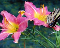 Lilies have fallen - what to do next: Lilius transplant. When and how to make a transplant lilies: Rules