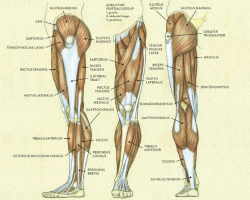 Анатомия ноги человека: строение, название основных частей