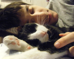 Почему кошка спит на подушке хозяина, рядом с головой, на голове: приметы