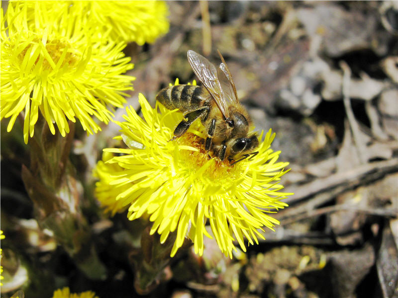 Опыление мать-и-мачехи пчелами