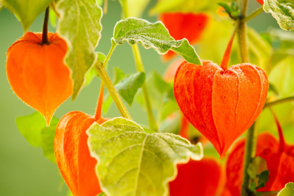 I frutti di Physalis