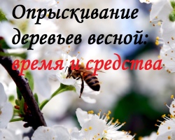 Весенняя обработка сада от вредителей и болезней: опрыскивание, сроки, график, препараты. Чем обработать плодовые деревья и кустарники ранней весной до и после распускания почек, после цветения?