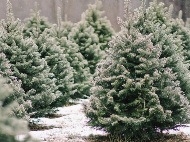 Kako izbrati dobro živo božično drevo za novo leto: Katera novoletna božična drevesa so tam, ko morate kupiti živo božično drevo, na kaj biti pozoren, ko se odločite?