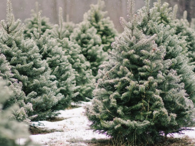 Yeni Yıl için İyi Bir Canlı Noel Ağacı Nasıl Seçilir: Canlı bir Noel Ağacı satın almanız gerektiğinde hangi Yılbaşı Noel ağaçları vardır, seçim yaparken neye dikkat edilmelidir?