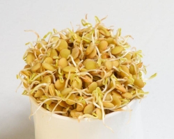 Propheted lentils: composition, protein, vitamins, benefits and harm to the body, recipes of dishes. How to germinate lentils at home for food?