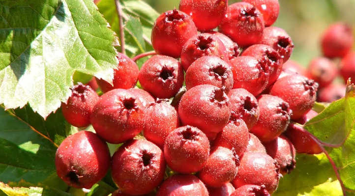 Mengurangi tekanan intrakranial dengan cepat pada orang dewasa di rumah akan membantu obat berdasarkan Hawthorn