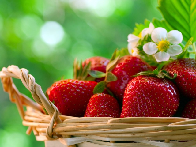 Μεταμόσχευση και αναπαραγωγή φράουλας και φράουλας του τμήματος κήπου του θάμνου και για αναζωογόνηση το καλοκαίρι, το φθινόπωρο μετά τη συγκομιδή: όροι, περιγραφή της τεχνολογίας, απόσταση μεταξύ θάμνων και σειρών, προσγείωση. Πώς να μοιραστείτε τις φράουλες, τις φράουλες κατά τη διάρκεια μιας μεταμόσχευσης;
