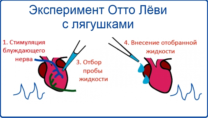 Experiment Otto Levy