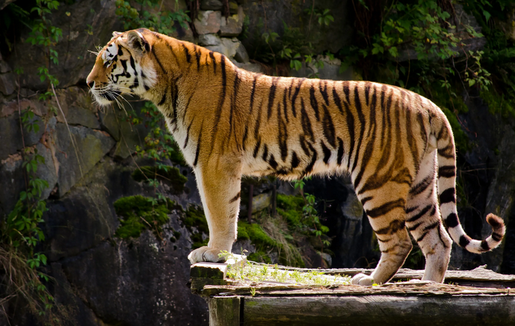 Тигр — тотемное животное имени