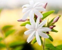 Jasmine - Strauch und Innenpflanze Stefanotis: Blume, Zeichen, Aberglaube