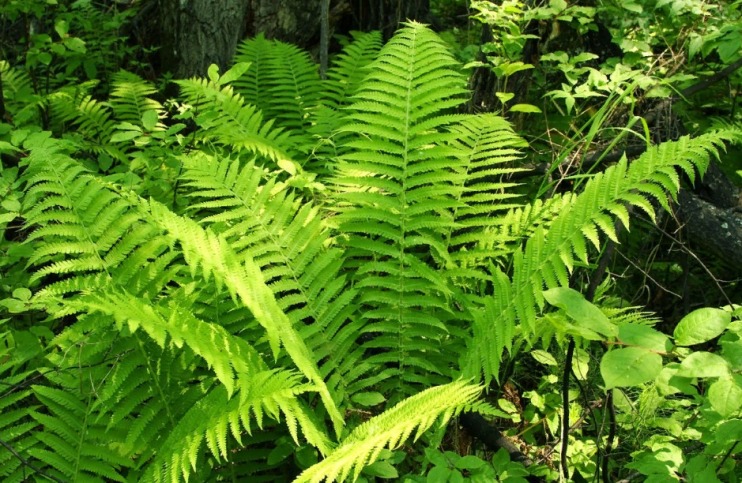 Male Fern: Helps to remove the abstract from the intestines