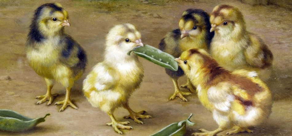 Determining the sex of the chicken by behavior