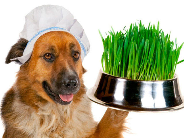 Собака ест траву: причины явления и действия хозяина при этом