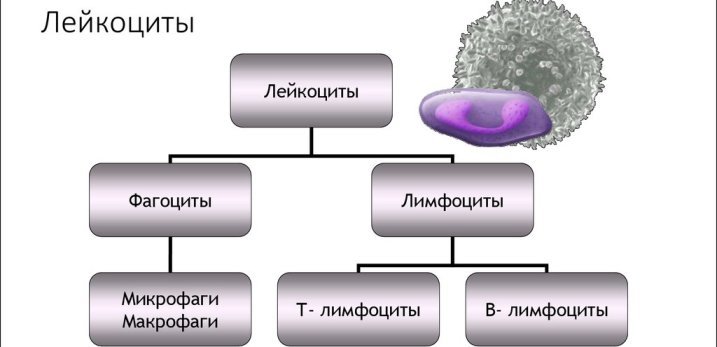 Левкоцити