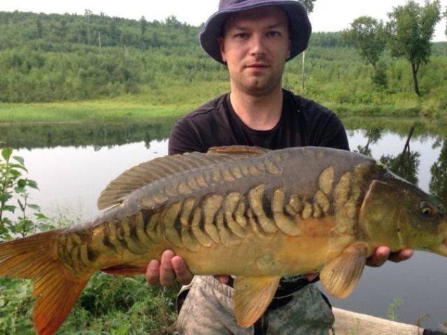 What is the difference between mirror carp and usual?