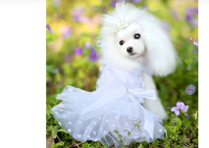 Wedding outfit for dog