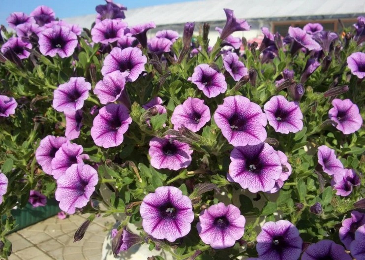 ampelous petunia 